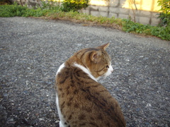 今日も元気なトム君