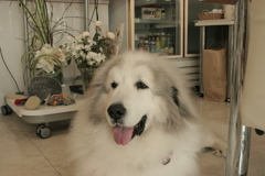 今日もポニョポニョのココさん