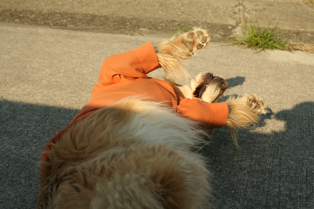 エロエロしてるみゅうちゃん