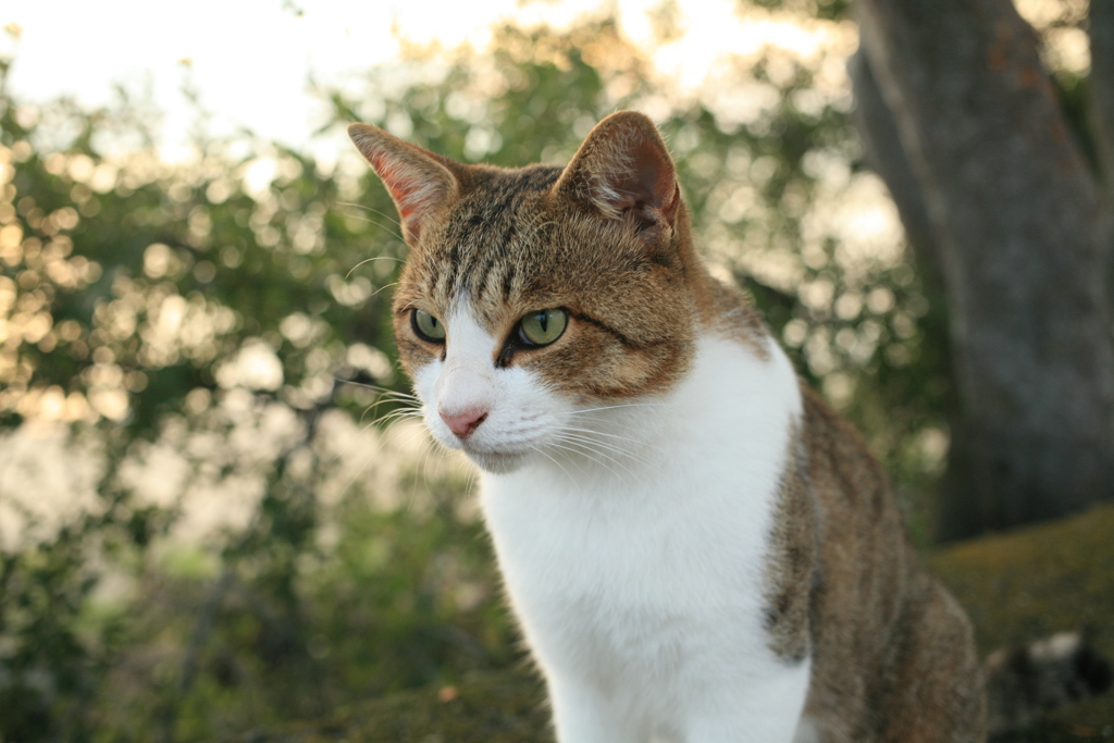 凛々しいトムくん