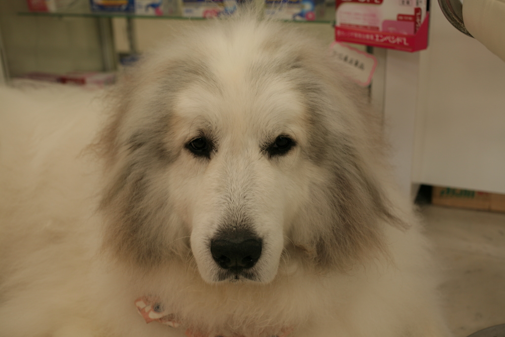 今日もかわいいココさん