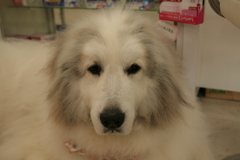 今日もかわいいココさん