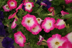 ココさん所の花