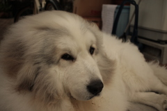 ココちゃん＠おかべ薬局