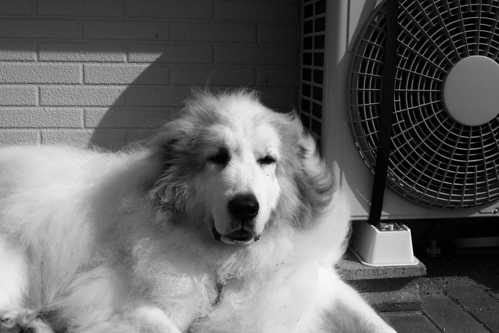 おっさんの相手をいやいやするココ様