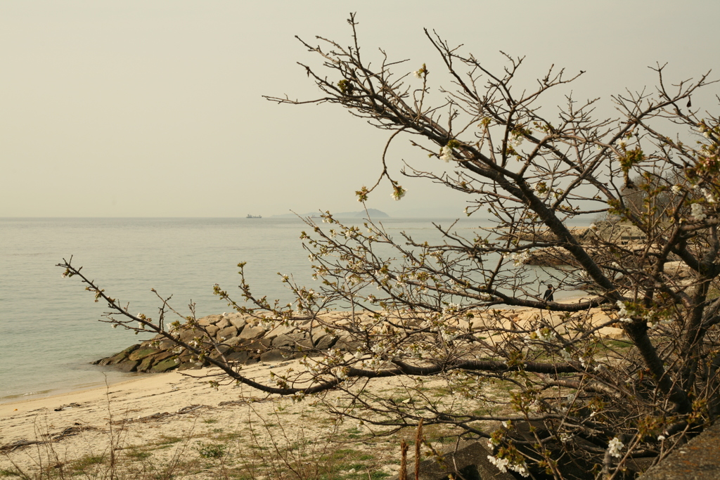 浜の桜　もうぼちぼちだな