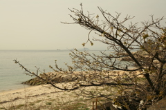 浜の桜　もうぼちぼちだな