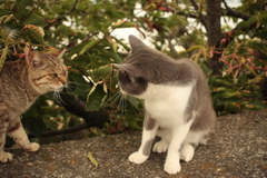 やるニャか！？