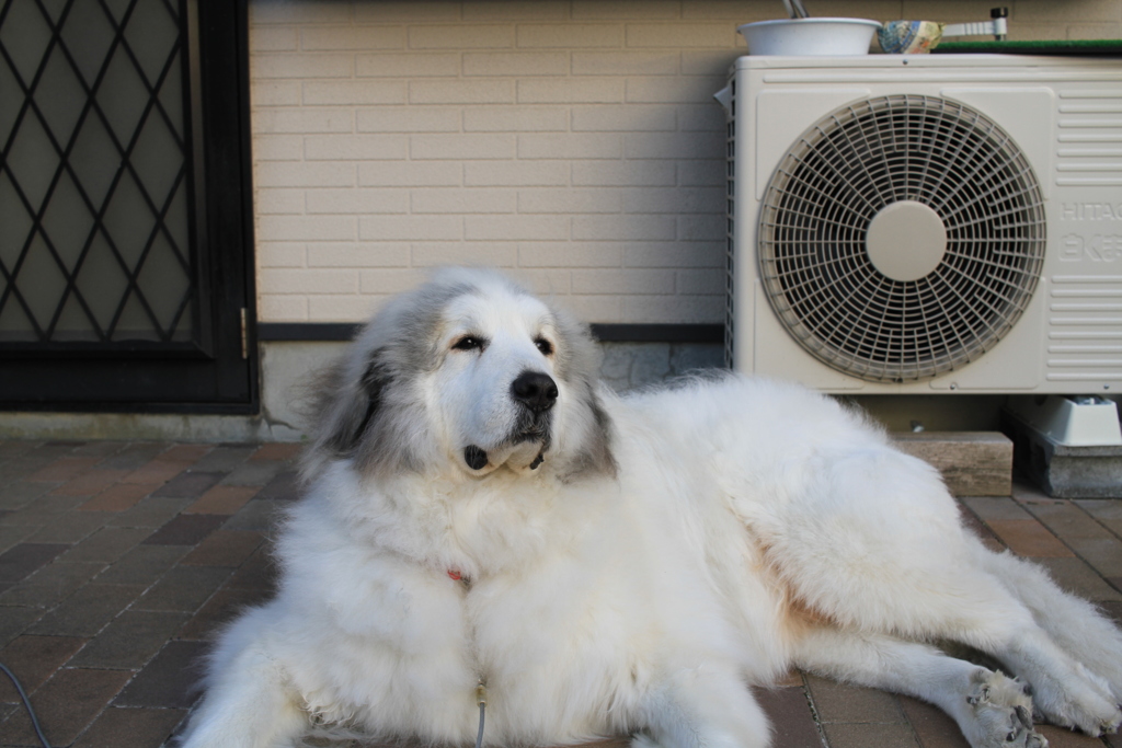 ココさんが今日も番犬中