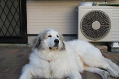 ココさんが今日も番犬中