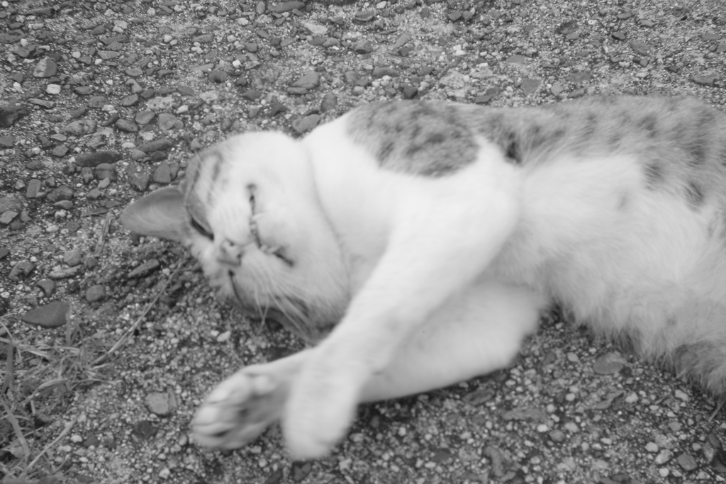 ＠2020‐07‐11　ホルガトイレンズにて