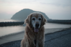 夕方もみゅうちゃんと散歩