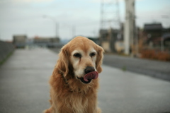 わんわんビスケット食べて満足なみゅうちゃん