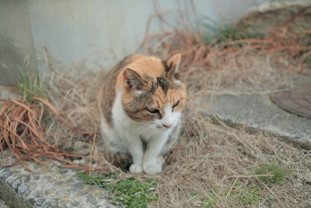 ミケさん