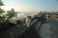 今日も元気なトム君