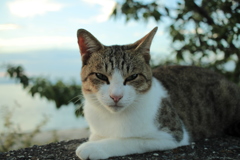 まったりしてるトムくん