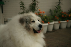 今朝も番犬してるココ様