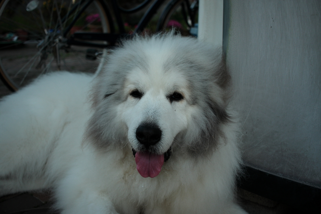 ココちゃん＠おかべ薬局