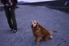 奈良から来てるダイナちゃん