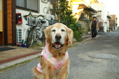 お宿番してるみゅうちゃん