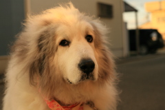 今日もかわいいココさん