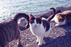 にゃんことモフモフできるのは兵隊さんのおかげです　!(^^)!