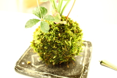 ココちゃんとこの苔玉