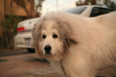 今日もかわいいココさん