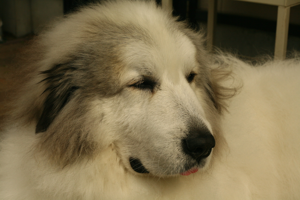 お昼、番犬してるココちゃま