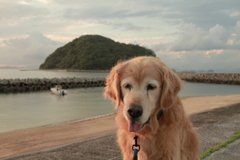 みゅうちゃんと散歩