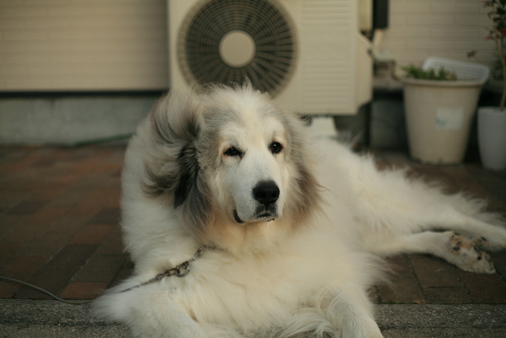 今日も番犬してるココ様