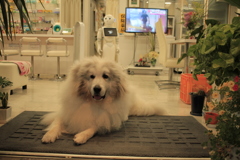 お見送りしてくれるココちゃん