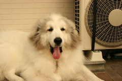 今日もモフモフのココさん