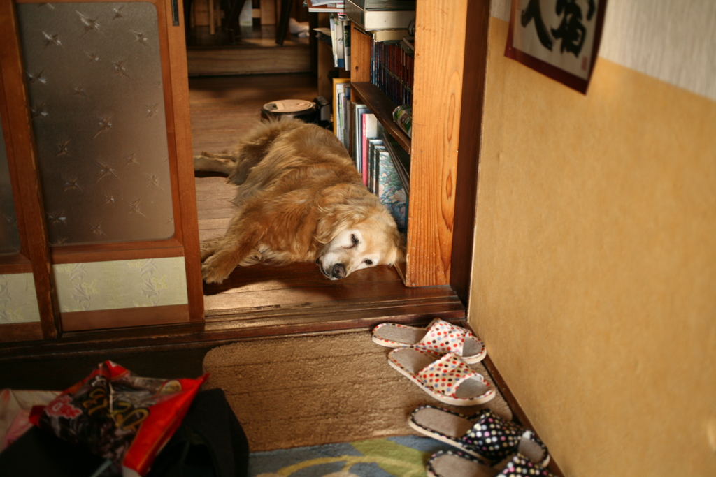 甘えんぼしてこないみゅうちゃん