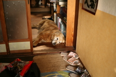 甘えんぼしてこないみゅうちゃん