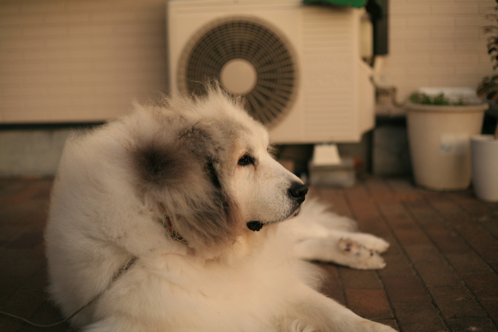 今日も番犬してるココさん