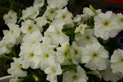 ココさん所の花