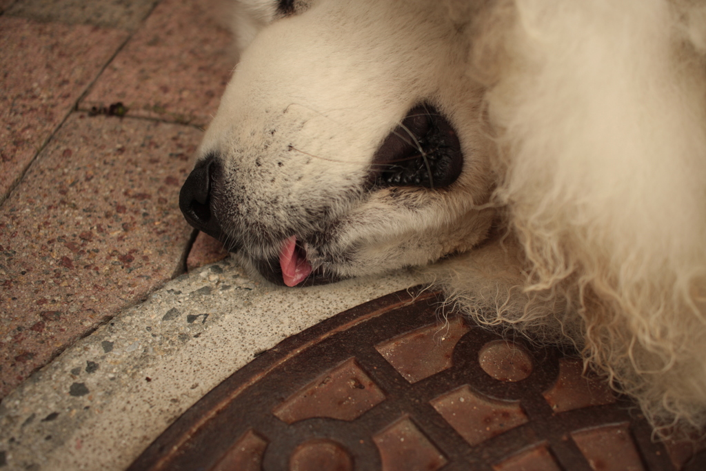 ココちゃん＠おかべ薬局
