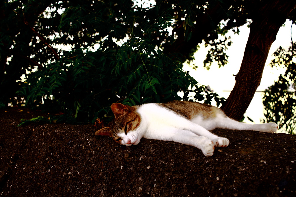 トムくん　ハイコントラスト