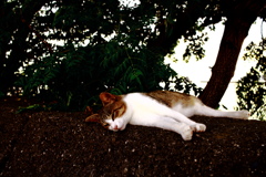 トムくん　ハイコントラスト