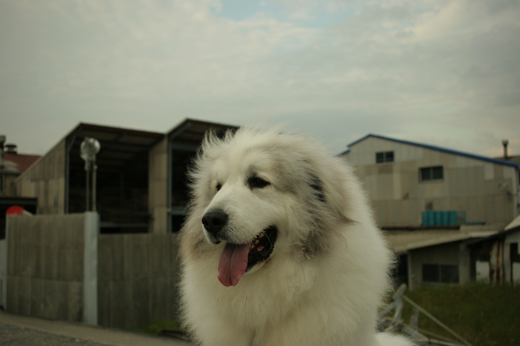 ココちゃんとお散歩