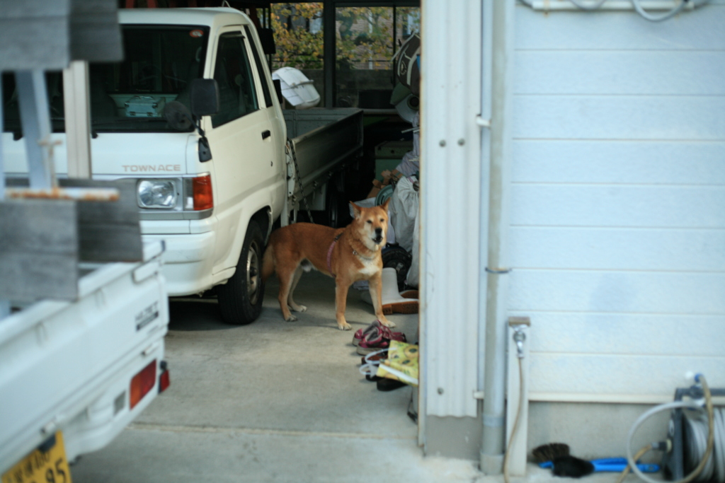 クークー鳴いてるモクちゃん