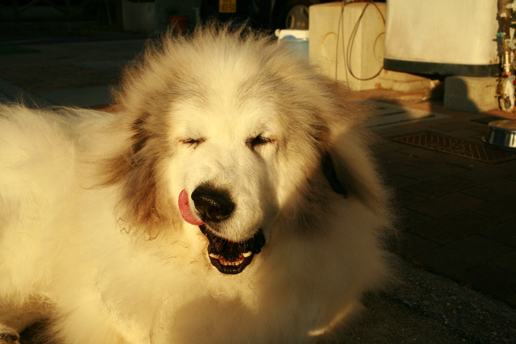 番犬してるココさん