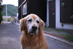 元気にお宿番の営業本部長みゅうちゃん