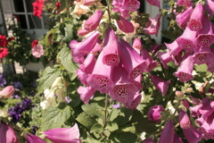 ココさん所の花