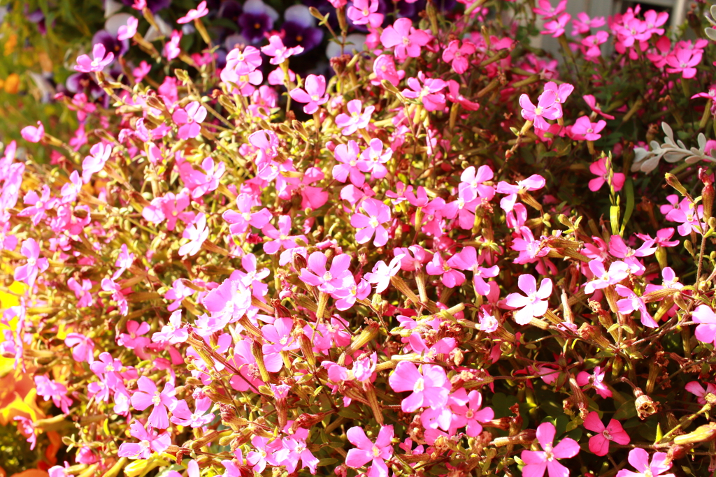 ココさん所の花