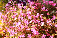 ココさん所の花