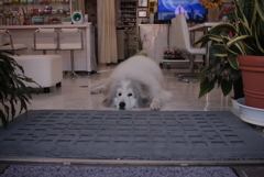 お店番してるココちゃん