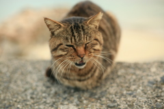 やんのかこらぁ～