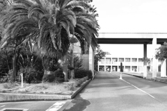 聖カタリナ大学